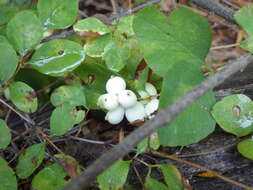 Image of common snowberry