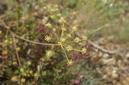 Image de Rumia crithmifolia (Willd.) Koso-Pol.