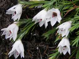 Plancia ëd Erica galgebergensis H. A. Baker