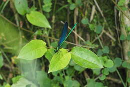 Image of Matrona cyanoptera Hämäläinen & Yeh 2000