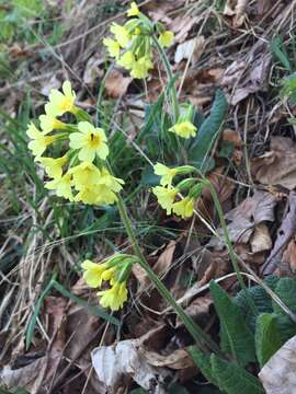 Слика од Primula elatior (L.) L.