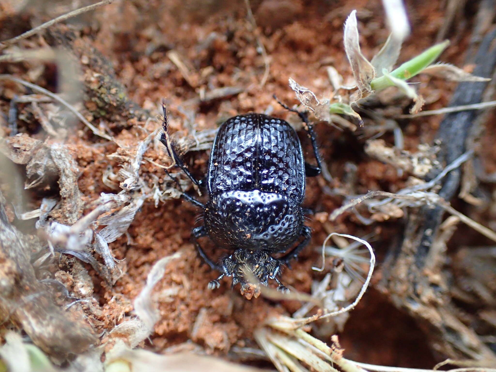 Image of <i>Scarabaeus bohemani</i>