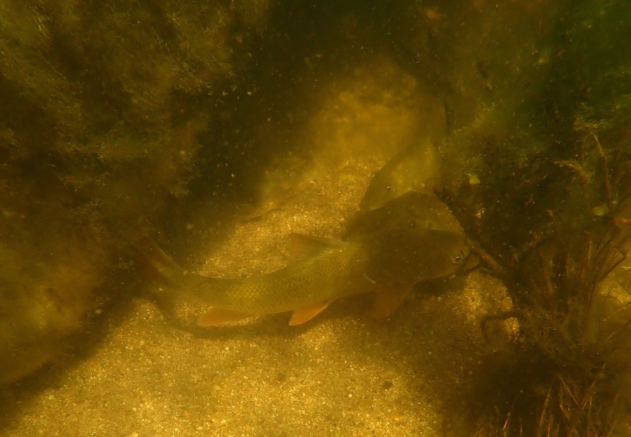 Image of Barbel