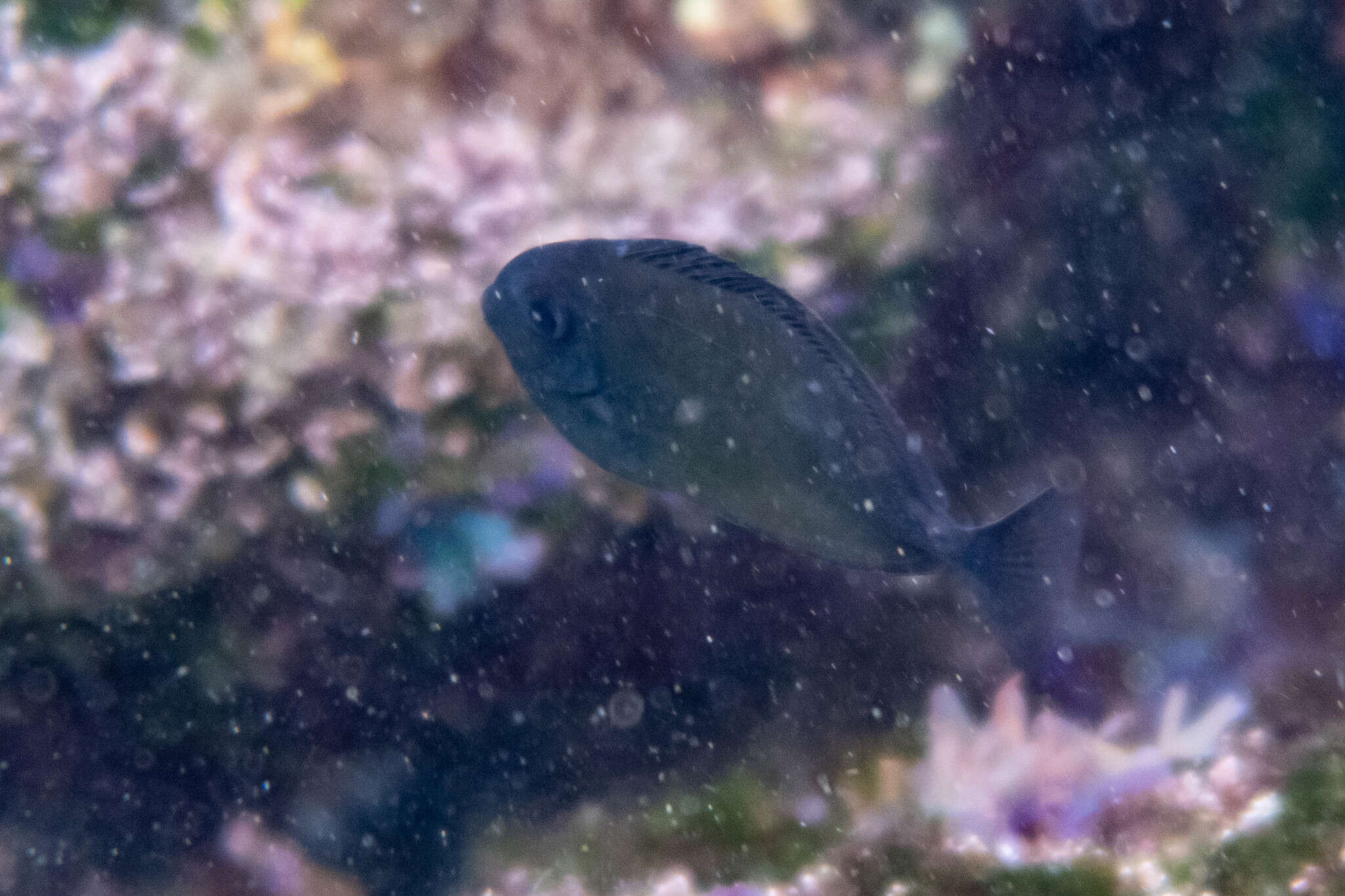 Image of Banded Unicornfish