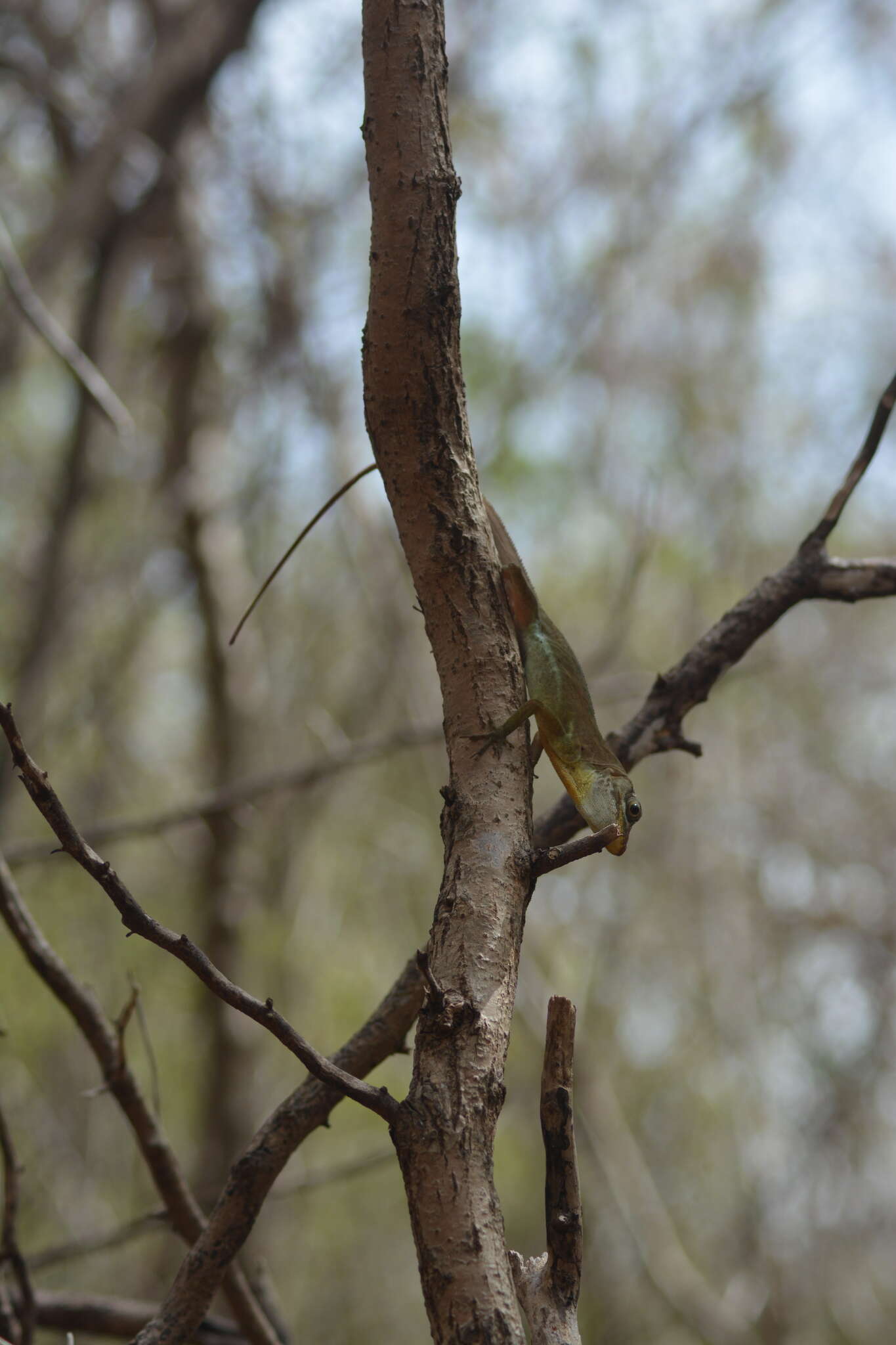 Image of Grenada tree anole