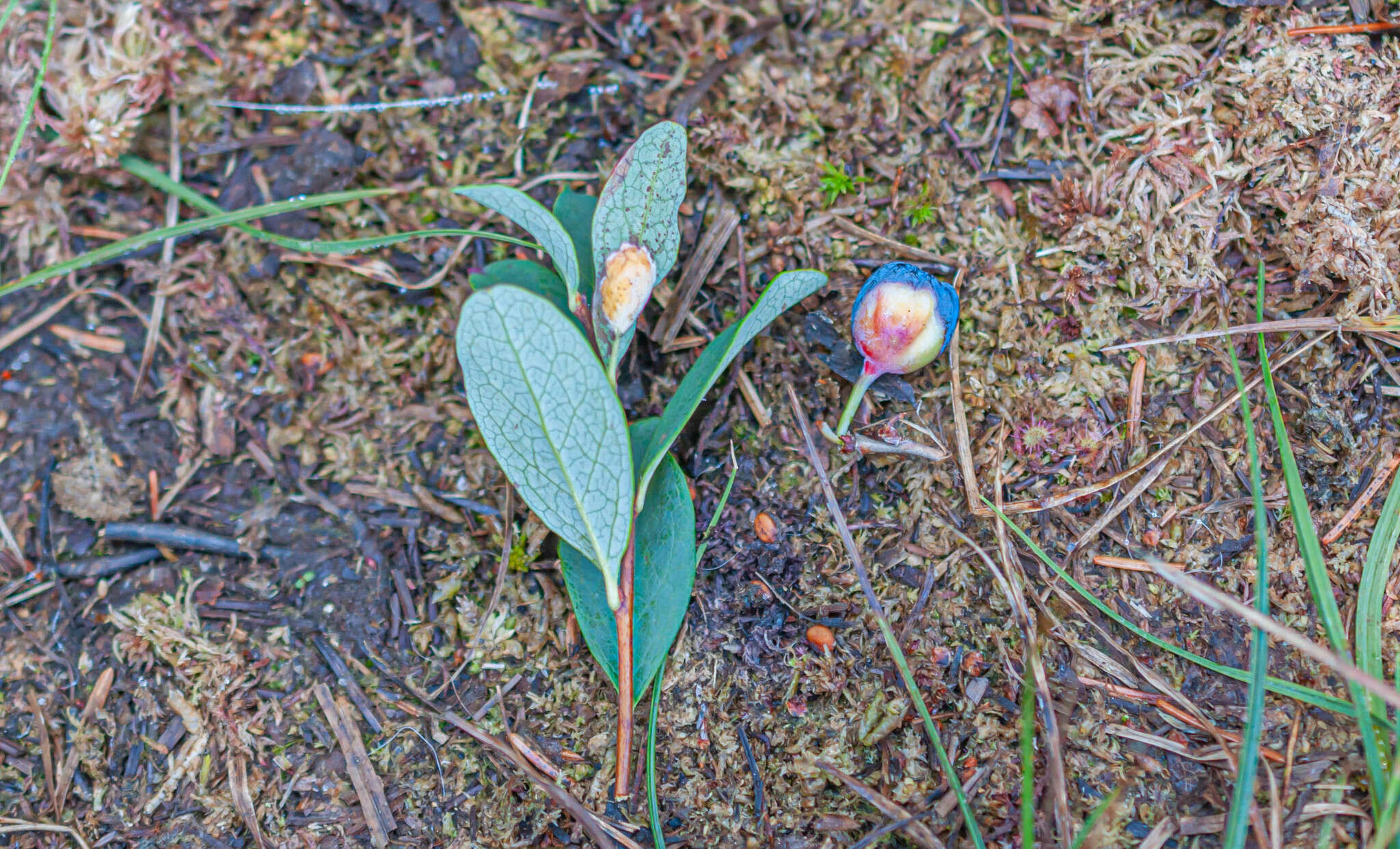 Image of Exobasidium pachysporum Nannf. 1981