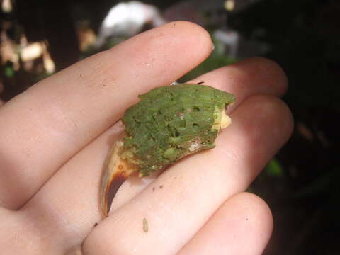 Image of Pouteria adolfi-friedericii (Engl.) A. Meeuse