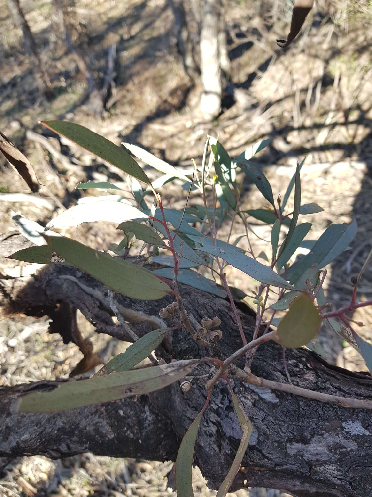 Image of Eucalyptus polybractea F. Müll. ex R. T. Baker