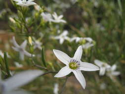 صورة Cyphanthera racemosa (F. Müll.) L. Haegi