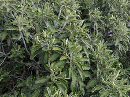 Image of Monro's Ragwort