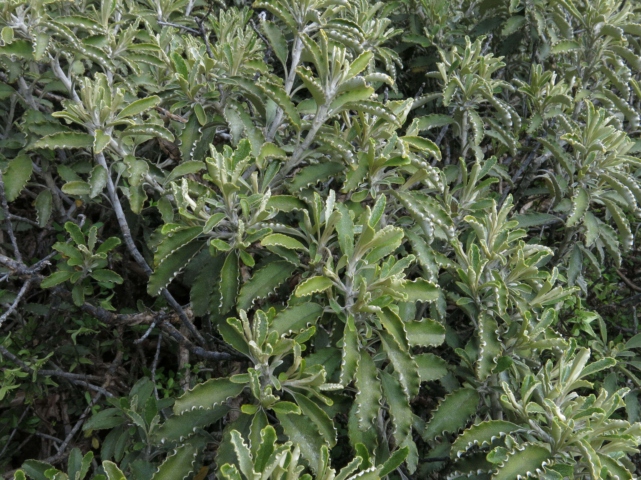 Image of Monro's Ragwort