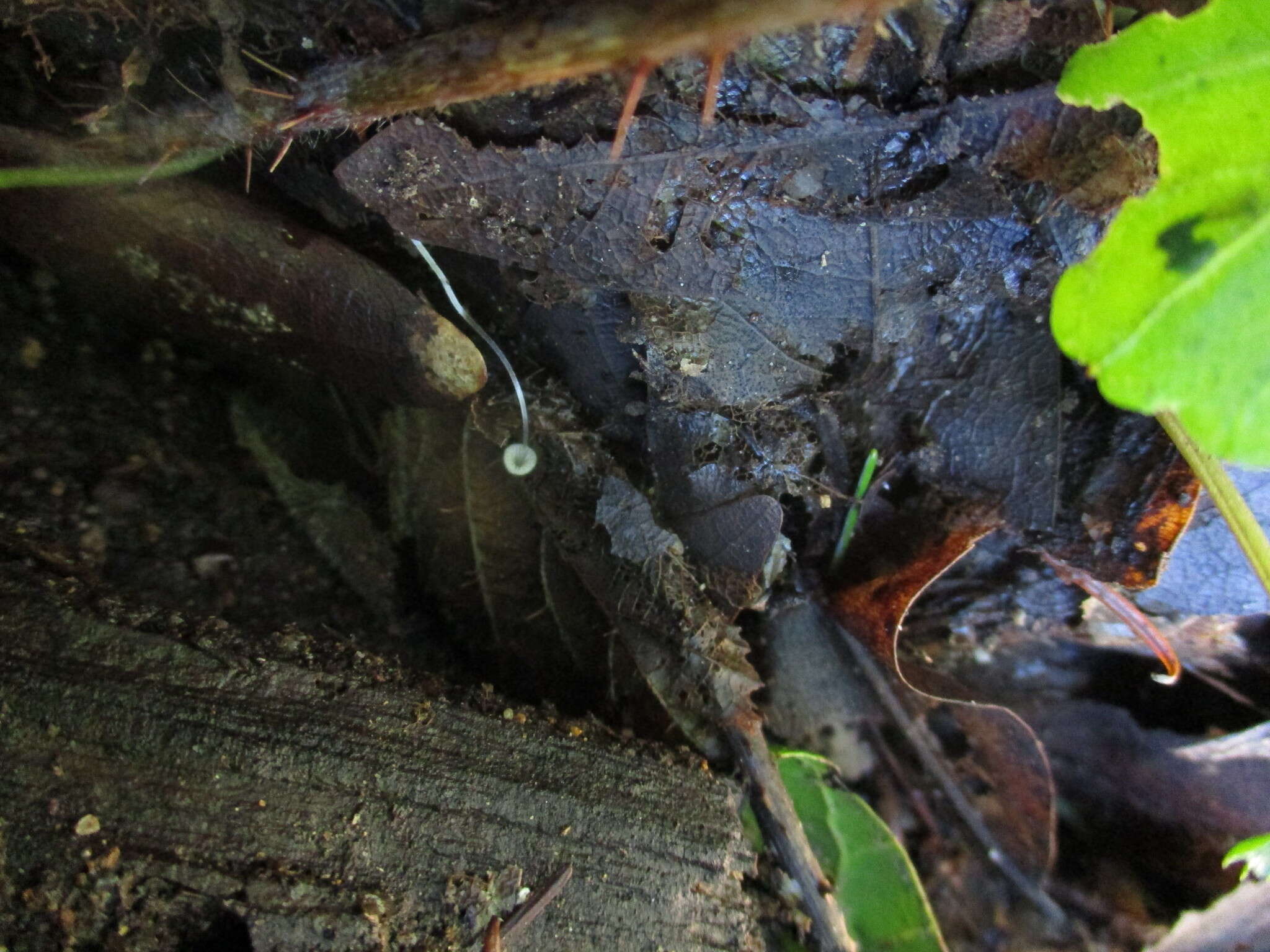 Sivun Mycena aciculata (A. H. Sm.) Desjardin & E. Horak 2002 kuva