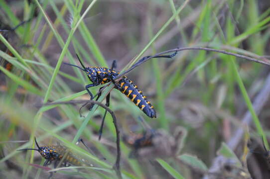 Image of Rainbow Milkweed Locust