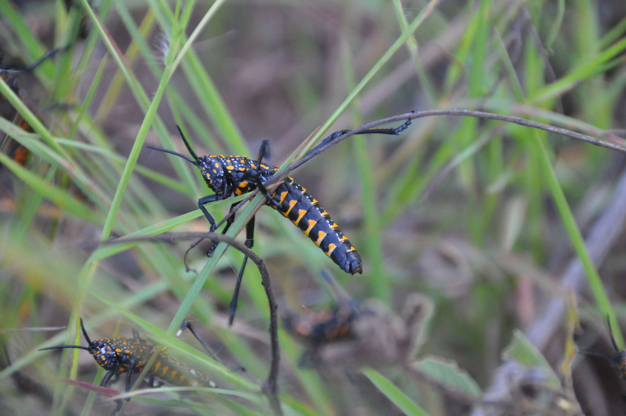 صورة Phymateus (Phymateus) saxosus Coquerel 1861