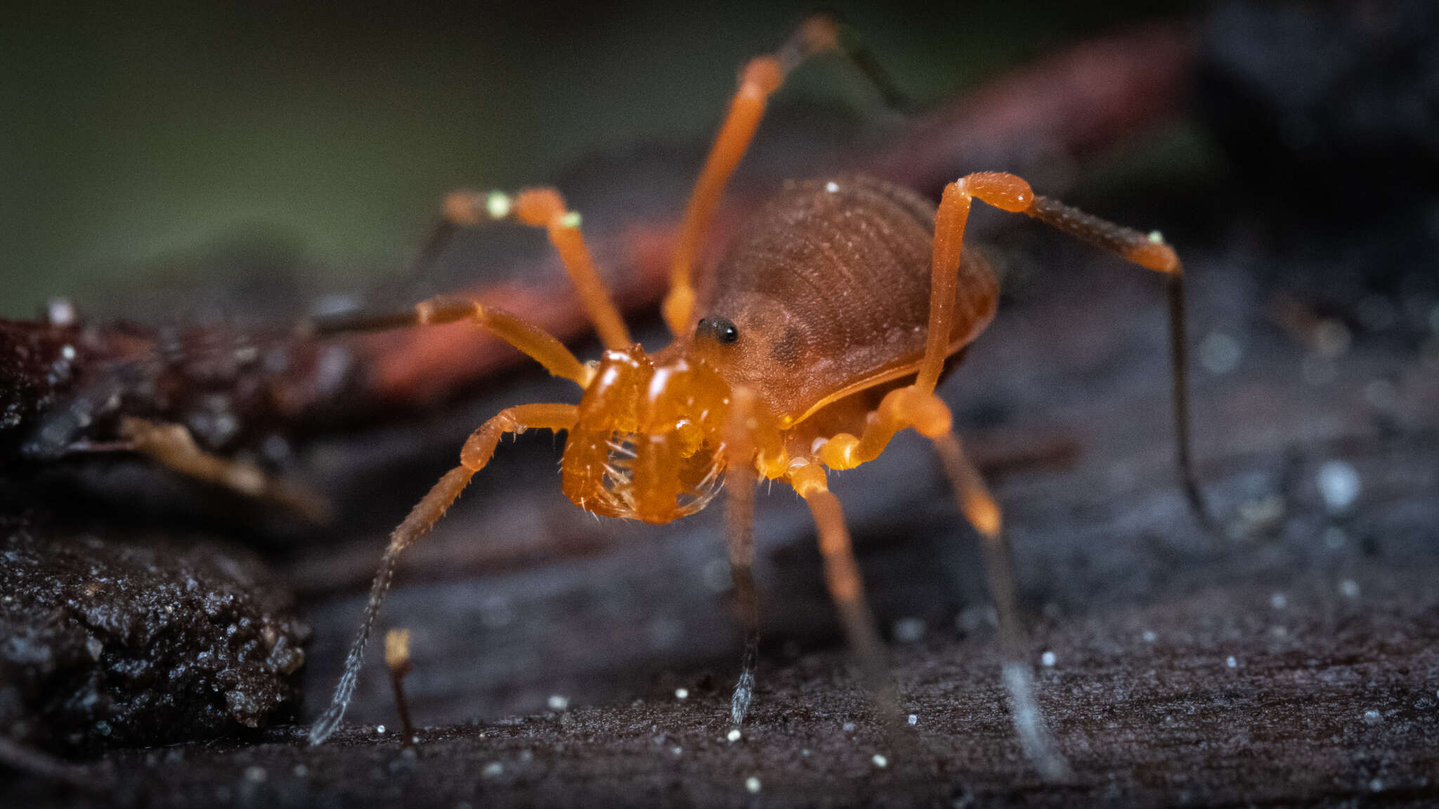 Image de Sclerobunus idahoensis Briggs 1971