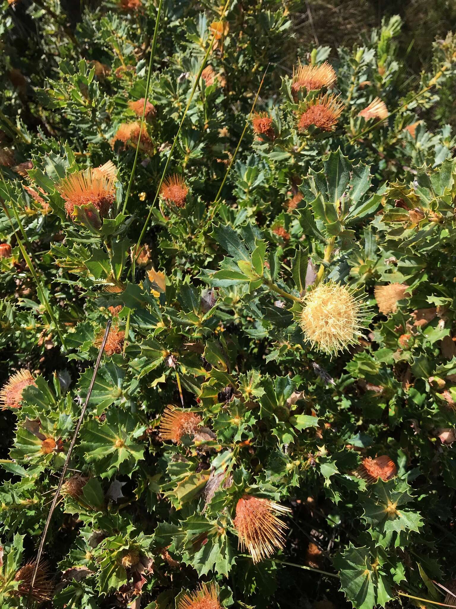 Sivun Banksia sessilis (Knight) A. R. Mast & K. R. Thiele kuva