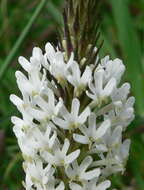 Image of Fringe Falseslugwort