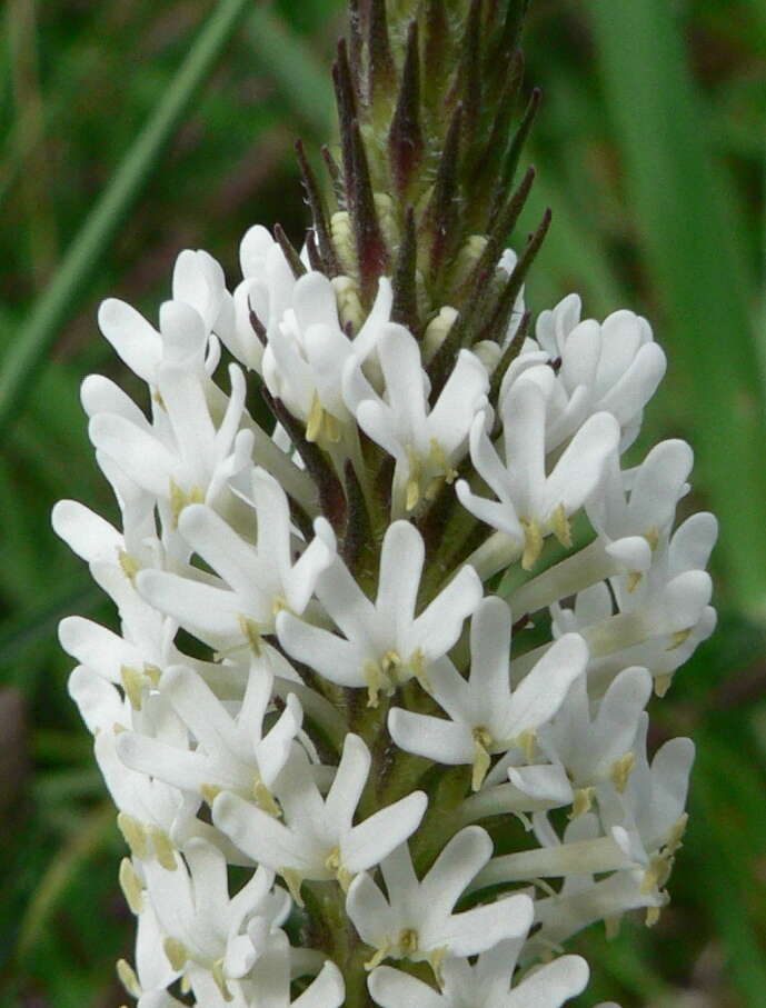 Image of Fringe Falseslugwort