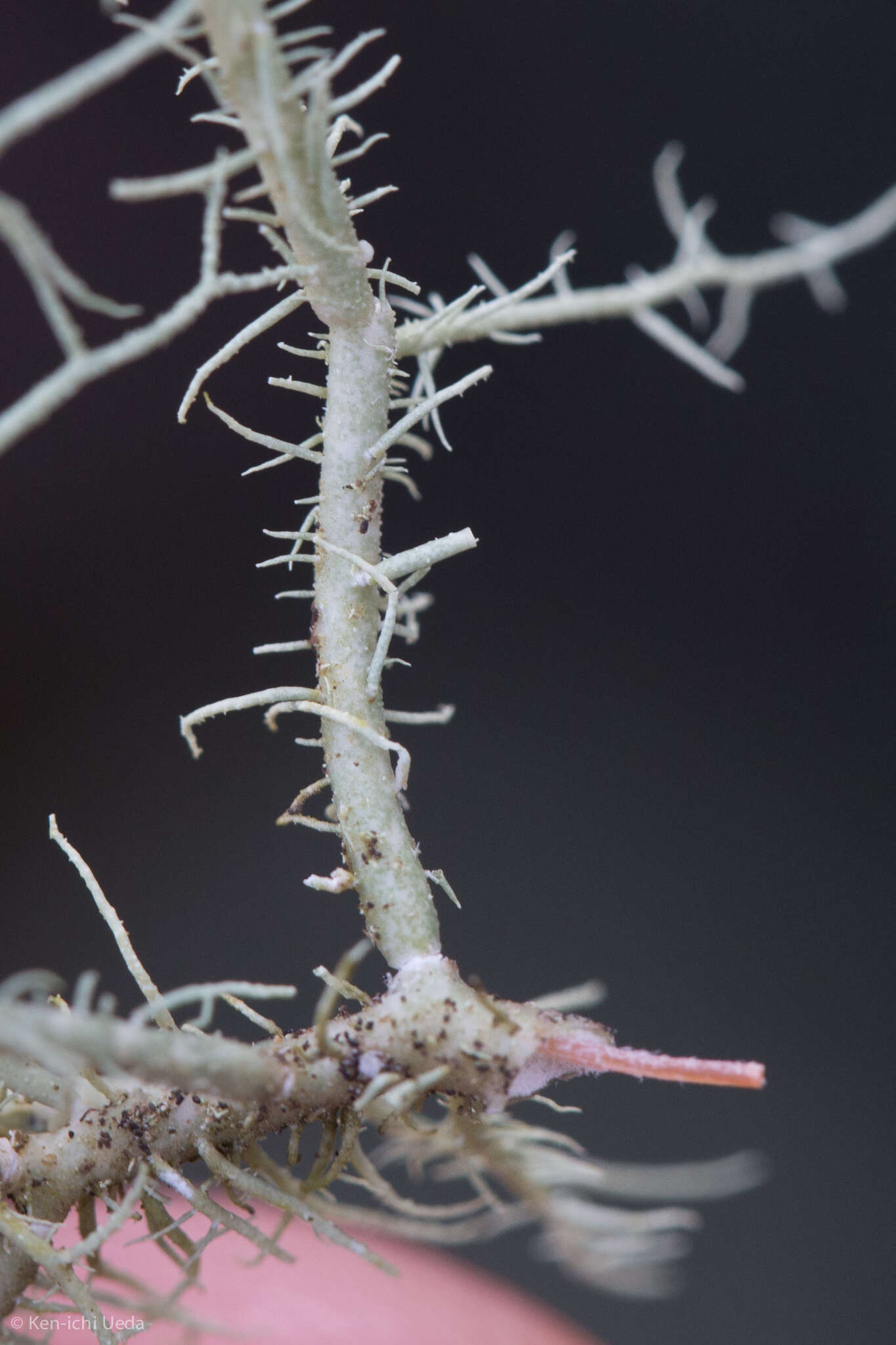 Image of Warty Beard Lichen
