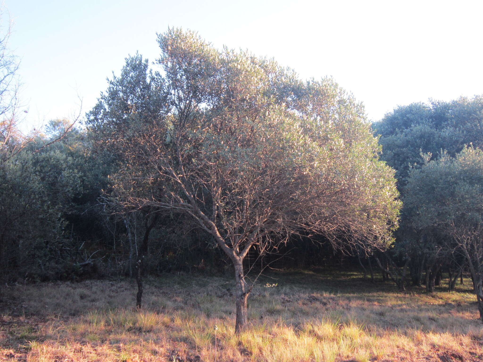 Image de Olea europaea subsp. cuspidata (Wall. & G. Don) Cif.