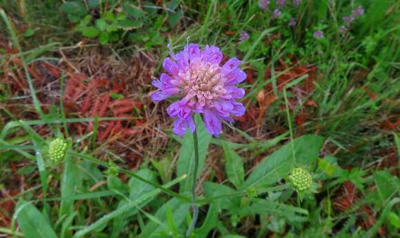 صورة Knautia nevadensis (M. Winkler ex Szabó) Szabó