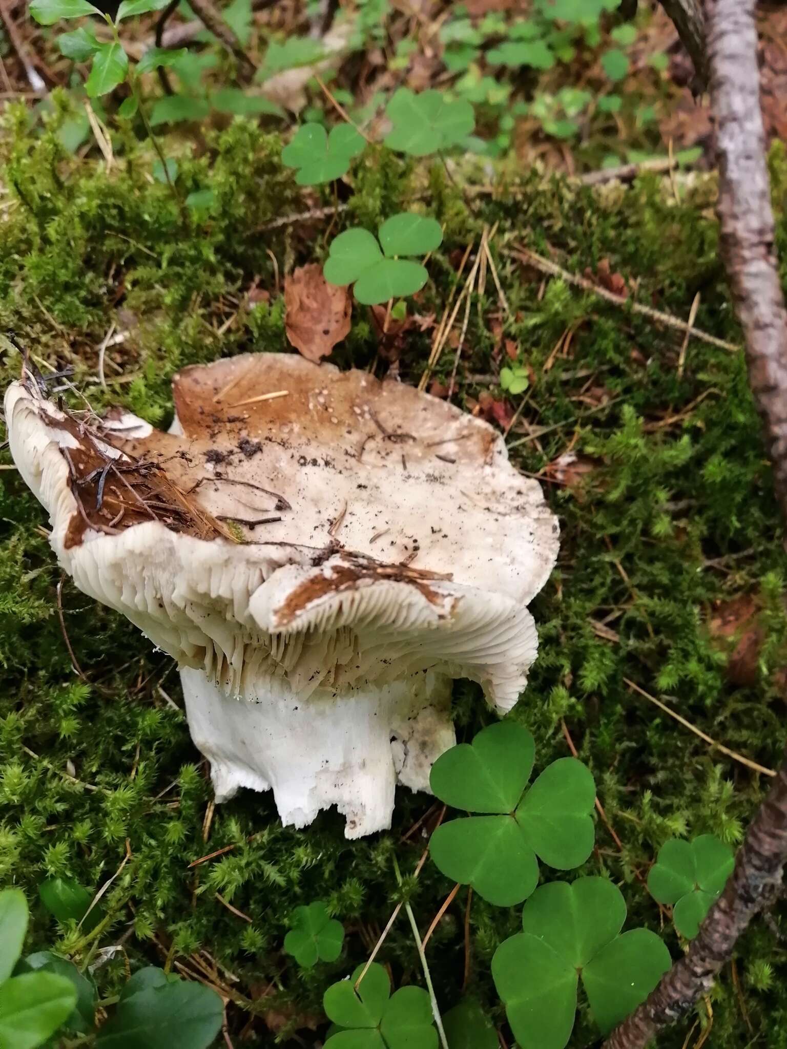 Image of Russula adusta (Pers.) Fr. 1838