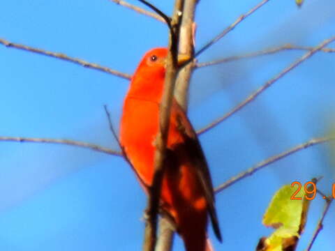 Imagem de Sanhaçu-vermelho