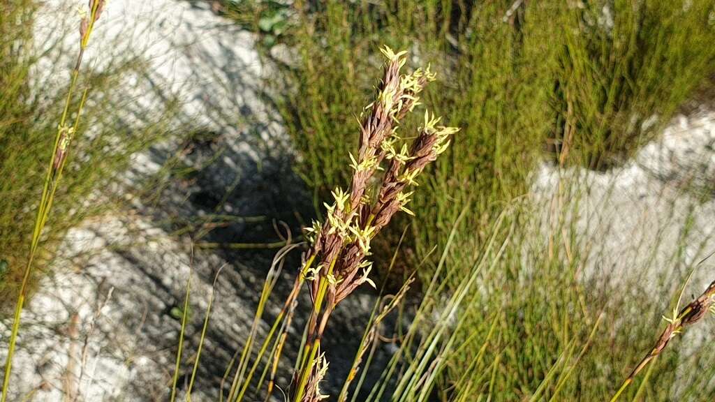 Image of Tetraria capillacea (Thunb.) C. B. Clarke