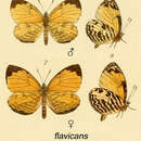 Imagem de Liptena flavicans Smith & Kirby 1891