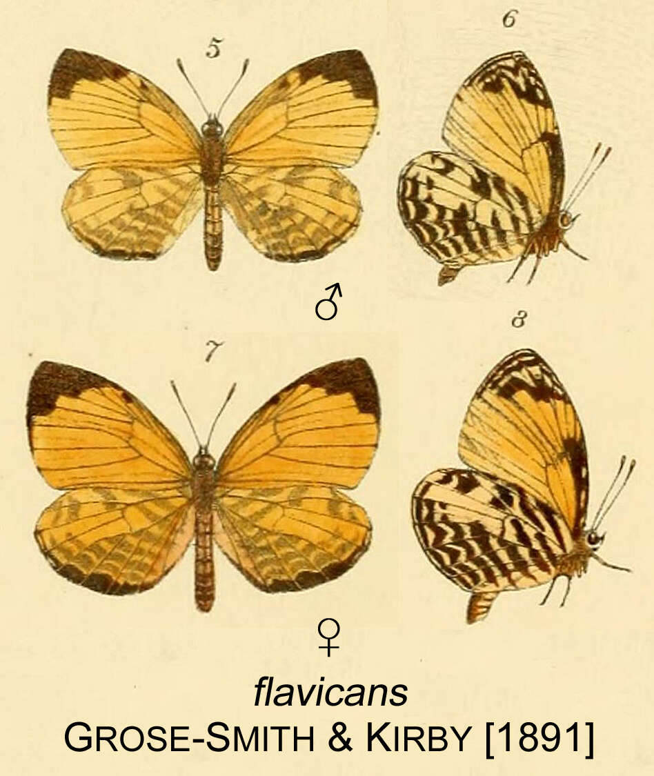 Image of Liptena flavicans Smith & Kirby 1891