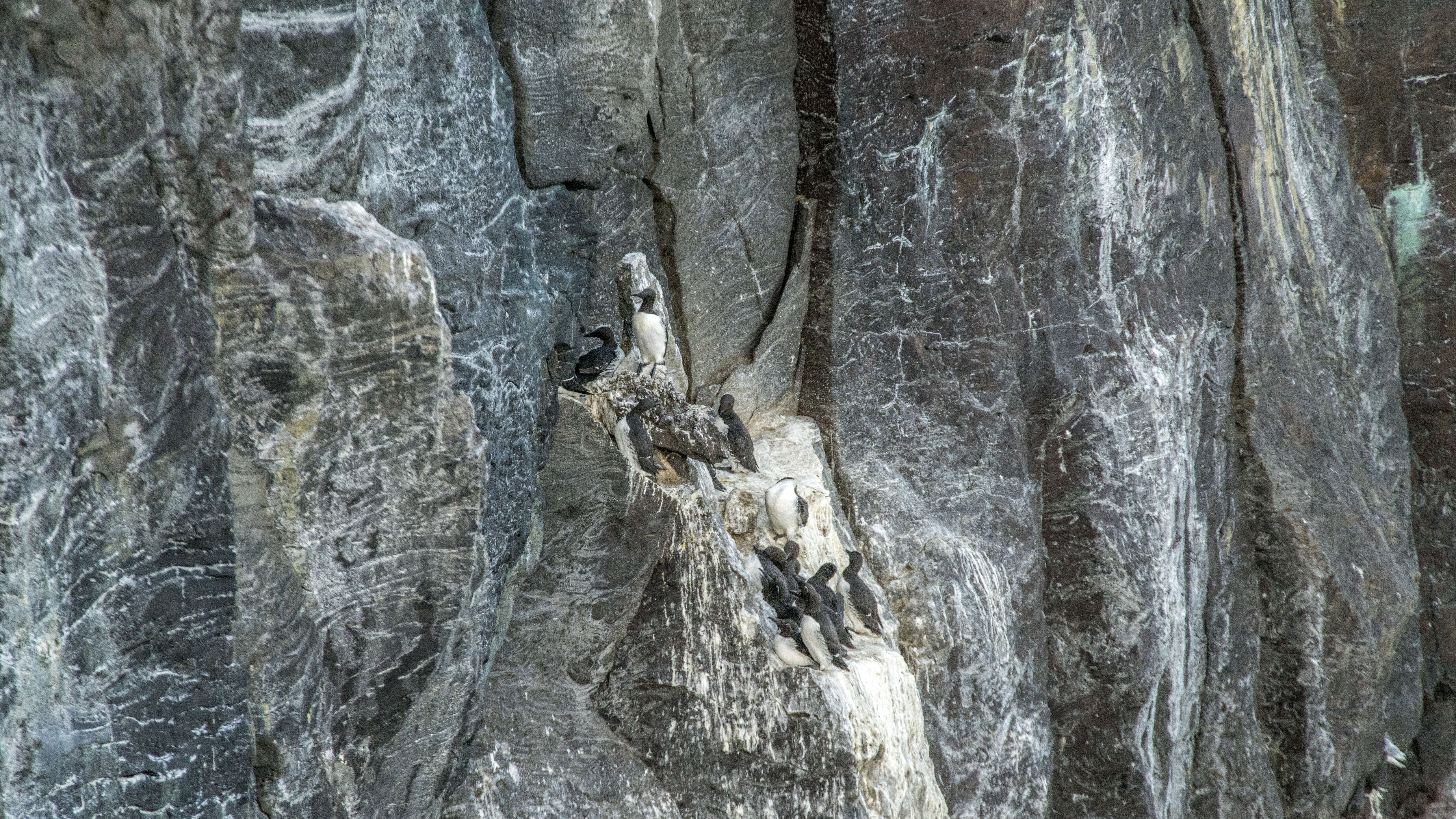 Image of Brünnich's Guillemot