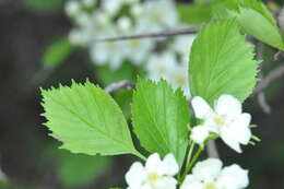 Слика од Crataegus chrysocarpa var. phoeniceoides J. B. Phipps & Sennikov