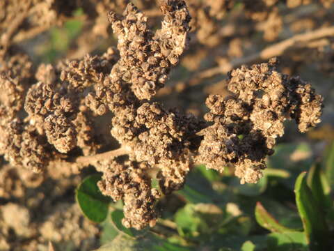 Imagem de Chenopodium album L.