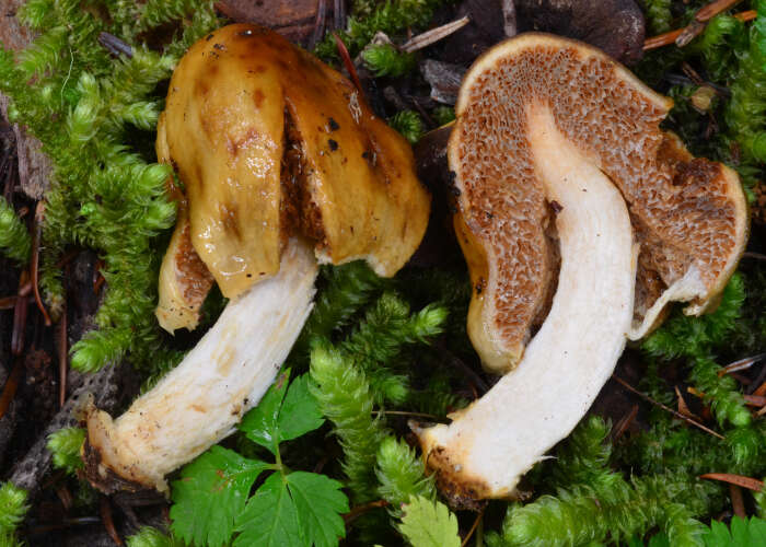 Image of Cortinarius pinguis (Zeller) Peintner & M. M. Moser 2002