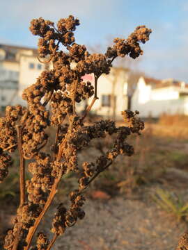 Imagem de Chenopodium album L.