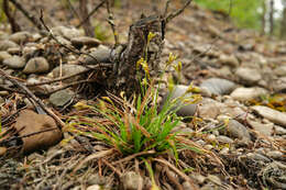 Image of Carex ornithopoda Willd.