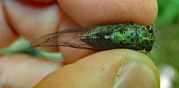 Image of lesser bronze cicada