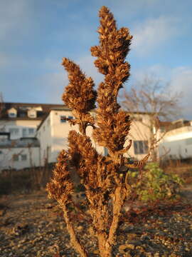 Image of redroot amaranth