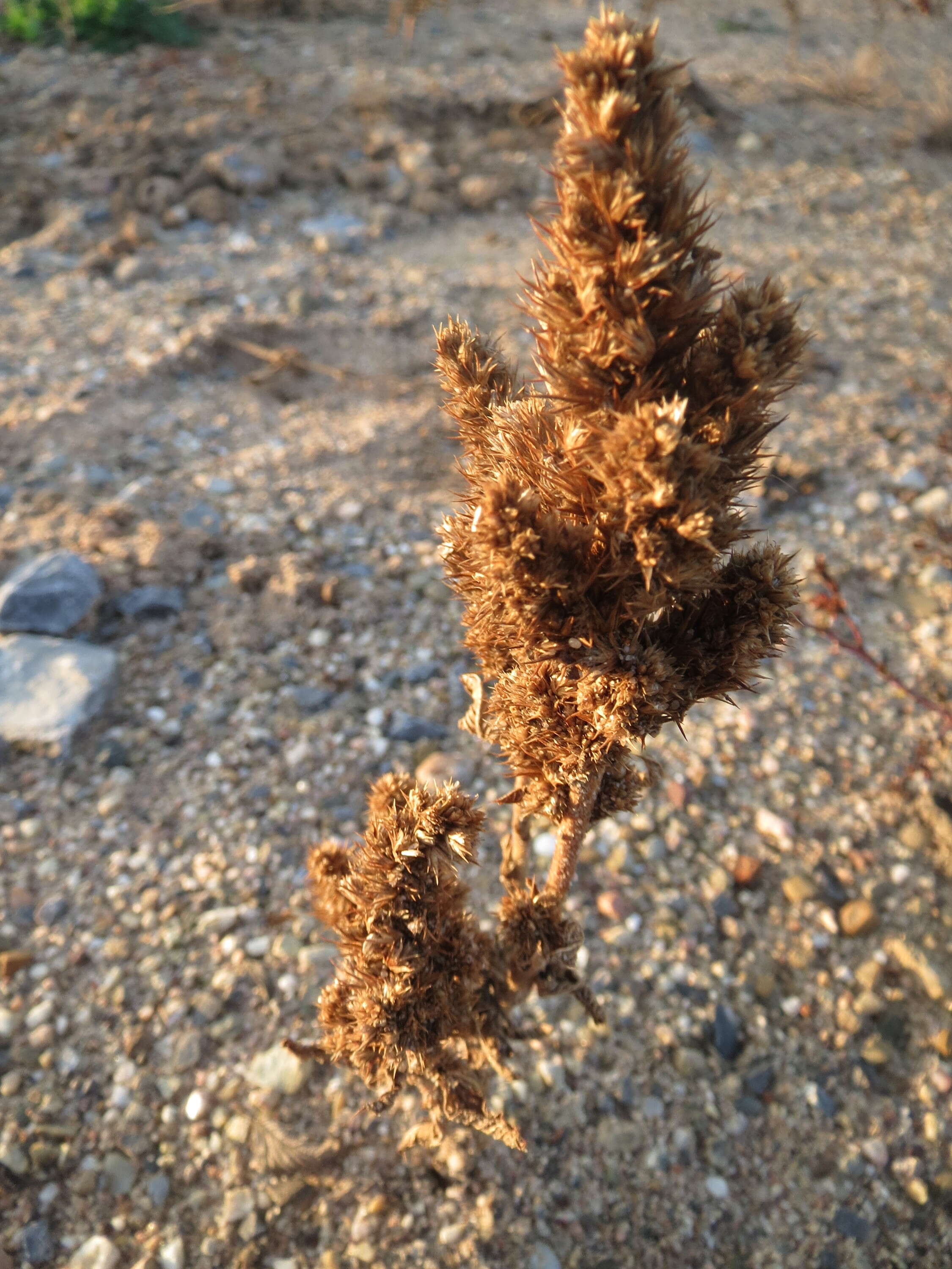 Image of redroot amaranth