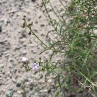 Image of Endostemon tenuiflorus (Benth.) M. R. Ashby