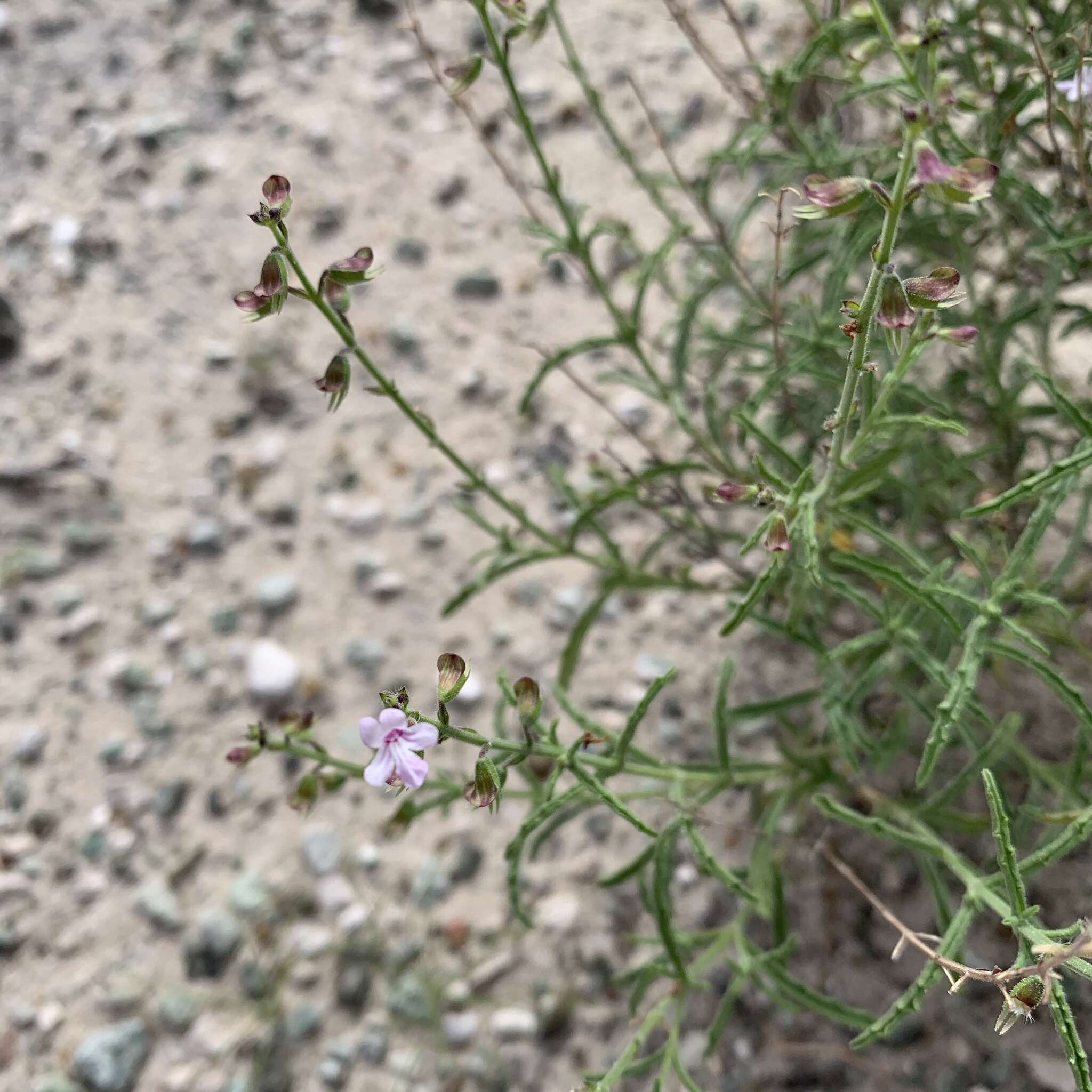 Image of Endostemon tenuiflorus (Benth.) M. R. Ashby