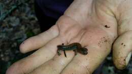 Image of Southern Redback Salamander