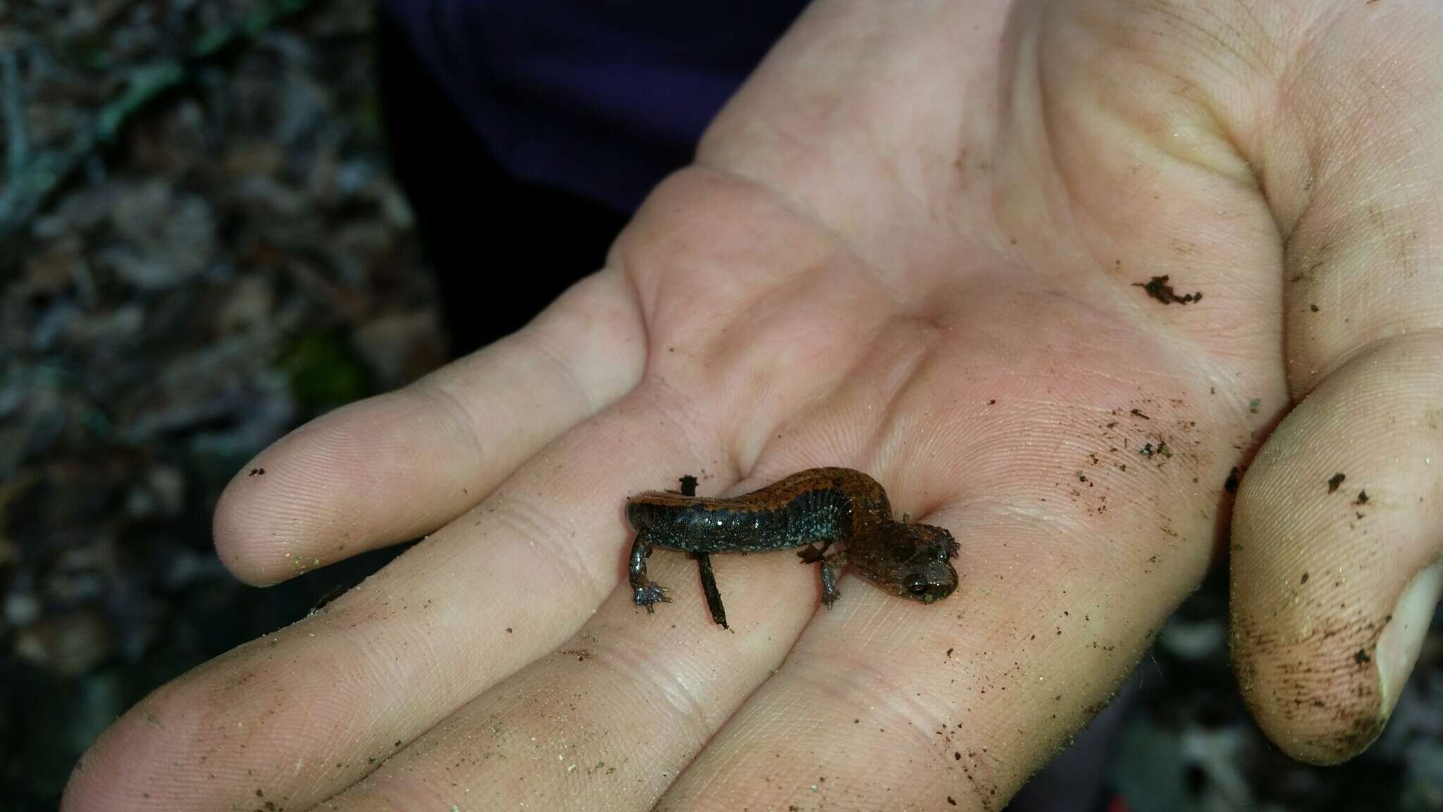 Image of Southern Redback Salamander