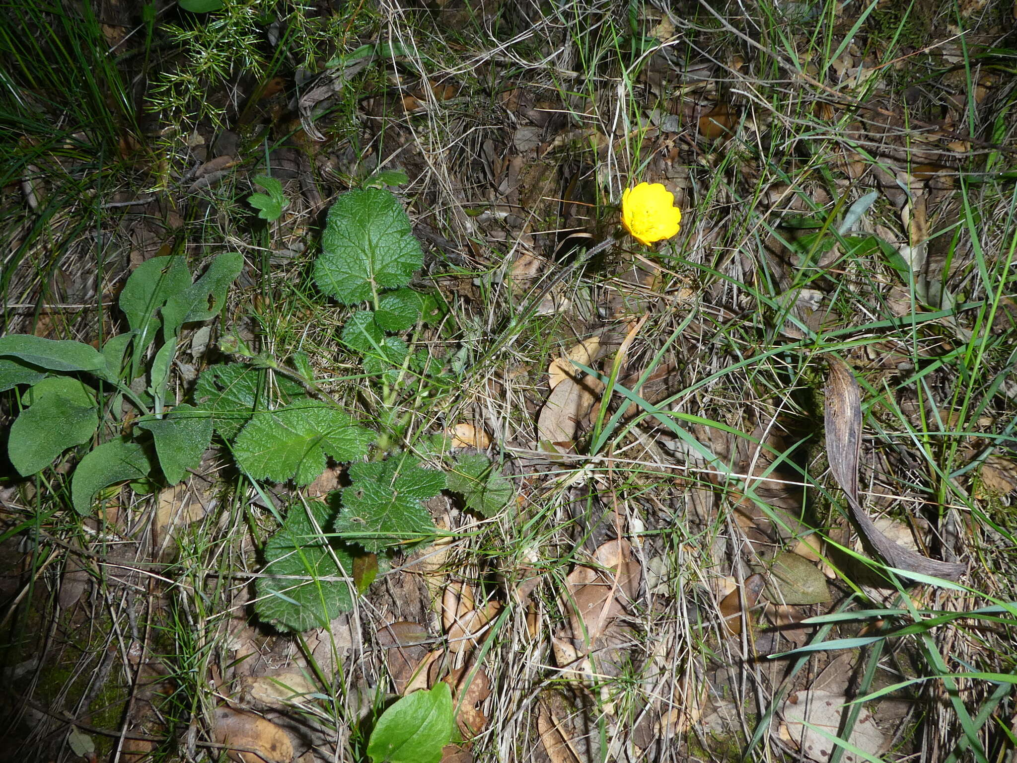 Image of Geum sylvaticum Pourret