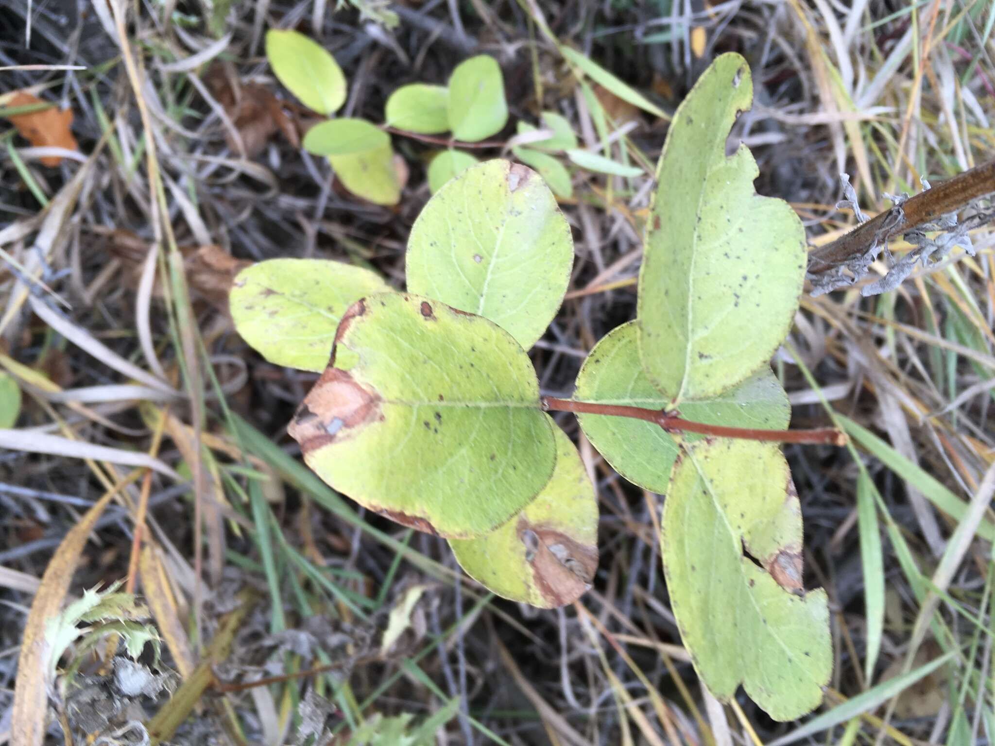 Imagem de Symphoricarpos occidentalis Hook.