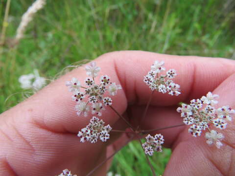 Image of Carum verticillatum (L.) W. D. J. Koch