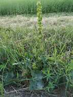 Image of Rumex patientia subsp. orientalis Danser