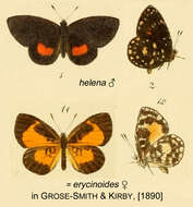 Image of Liptena helena (Druce 1888)