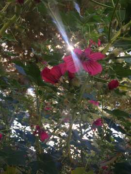 Imagem de Malva assurgentiflora (Kellogg) M. F. Ray