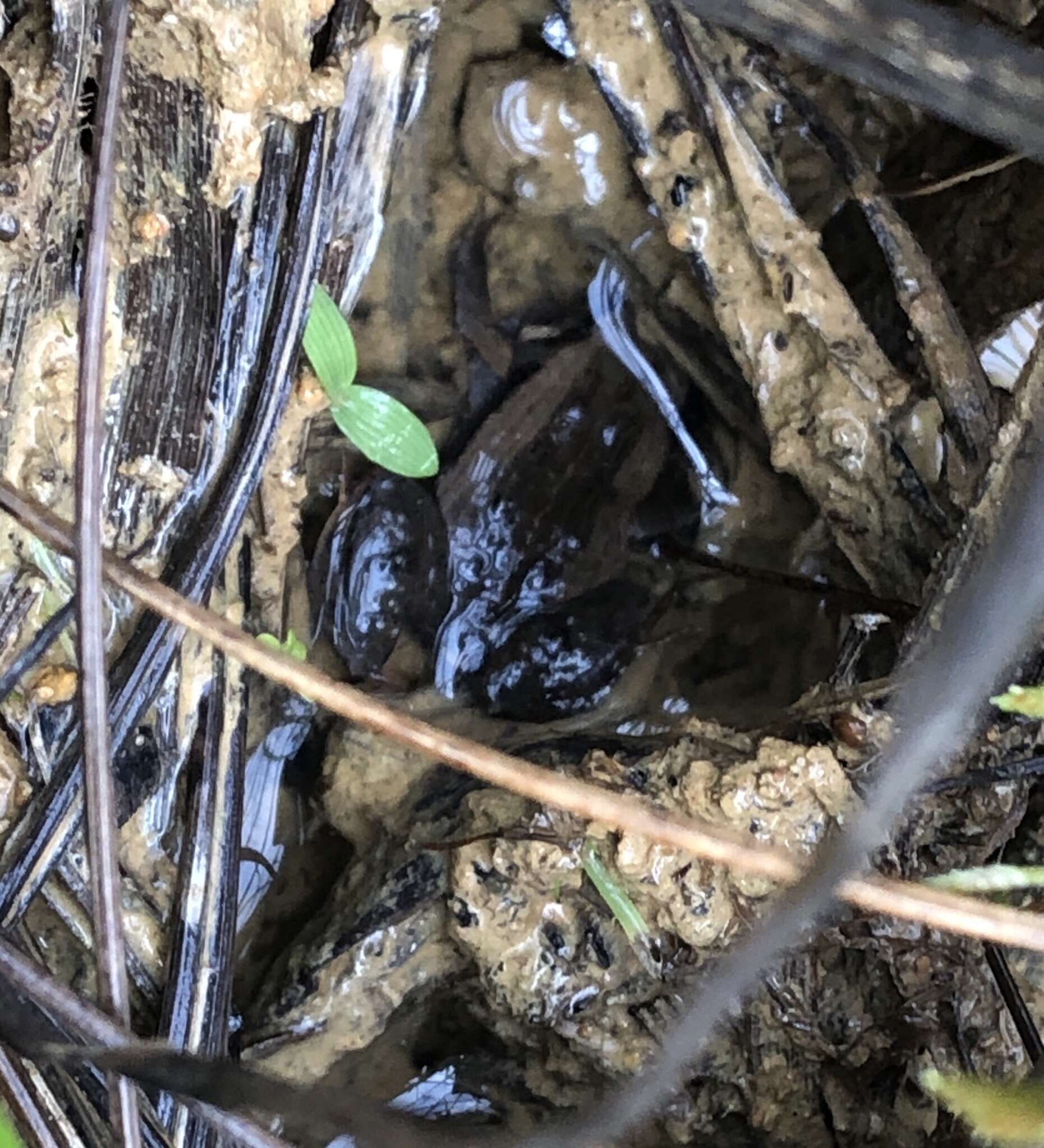 Image of Brown Froglet